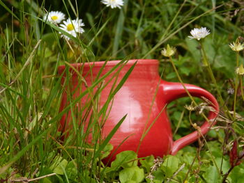 Close-up of red flowers