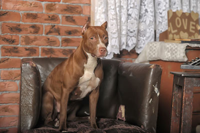 Portrait of a dog sitting against brick wall