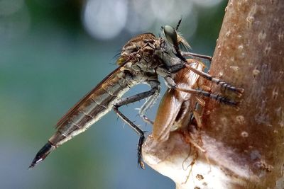 Close-up of insect