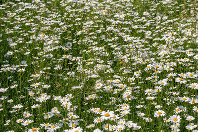 Full frame shot of white flowering plants on field