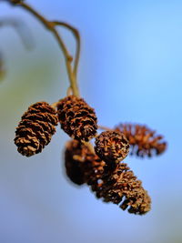 Close-up of dried plant against sky