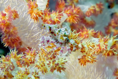 Close-up of flowering plant