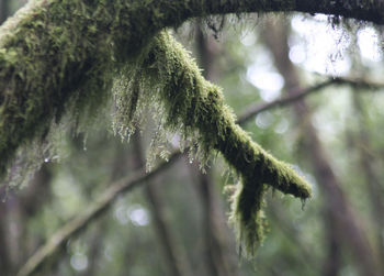 Close-up of pine tree leaves