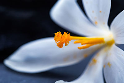 Close-up of white flowering plant