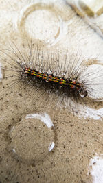 High angle view of insect