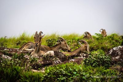 Ducks on grass against clear sky