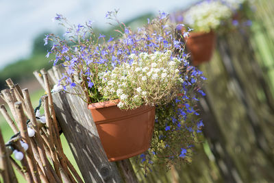 Decorations of potted plant hanging on a wooden fence