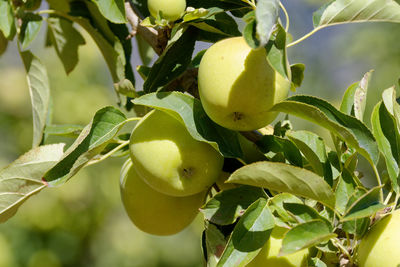 Low angle view of apples growing on tree