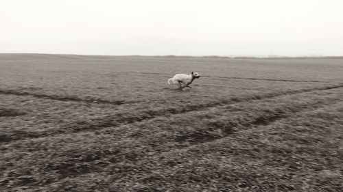 Horse on landscape against sky