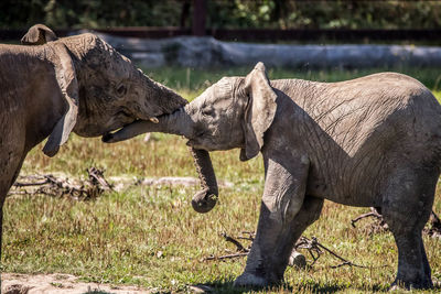 Side view of elephant on field