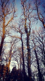 Low angle view of trees against sky