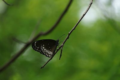 Close-up of butterfly