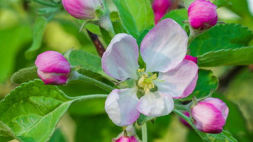 Close-up of pink flowering plant