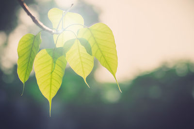 Close-up of leaves against blurred background