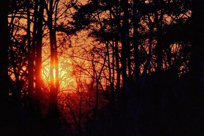 Silhouette trees in forest during sunset
