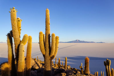 Cactus growing in desert against clear blue sky