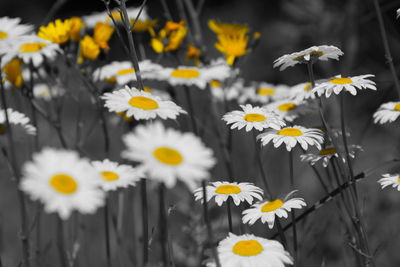 Close-up of daisy flowers