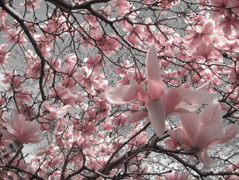 Pink cherry blossoms in spring