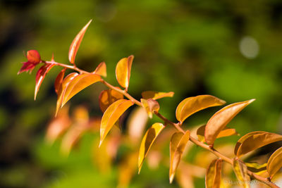 Close-up of leaves