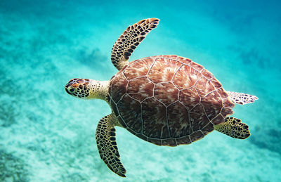 Turtle swimming in sea