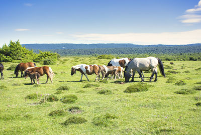 Horses grazing in a field