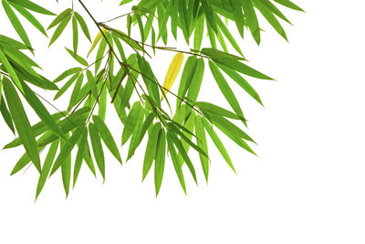 Close-up of leaves against white background