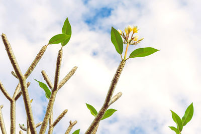 Low angle view of plant against sky