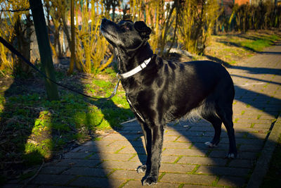 Dog on dirt road