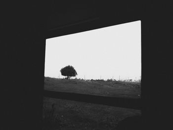 Trees against clear sky seen through window