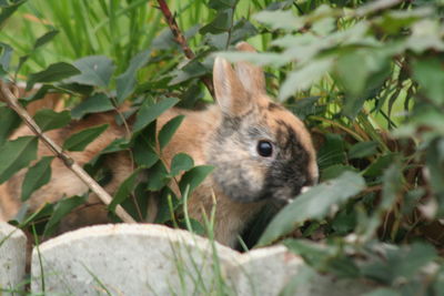 Close-up of squirrel