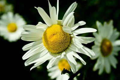 Close-up of sunflower blooming outdoors