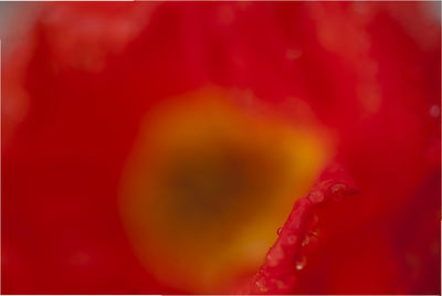 Full frame shot of red rose