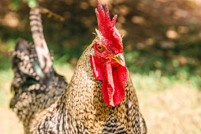 Close-up of rooster