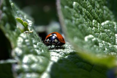 Close-up of ladybug on leaf