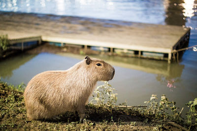 Side view of capybara on field by lake