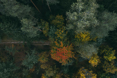 Full frame shot of autumnal trees in forest