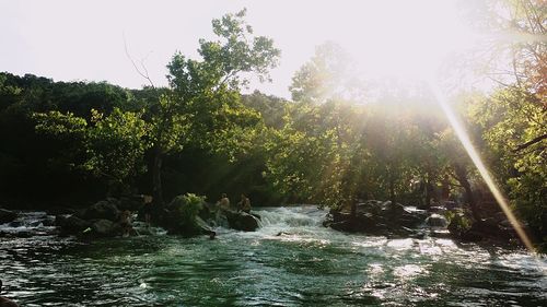 River flowing through forest