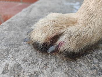 Paw of a german shepherd dog