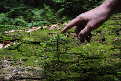 Midsection of person on field in forest