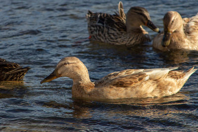 Mallard ducks swimming in lake