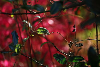 Close-up of red plant