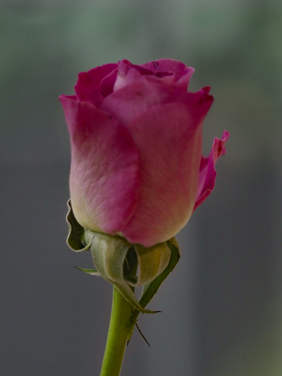 CLOSE-UP OF PINK ROSE AGAINST WHITE BACKGROUND