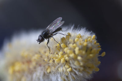 Close-up of insect on flower