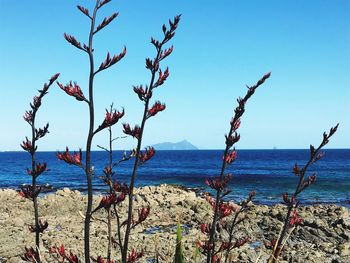 Scenic view of sea against clear blue sky