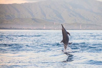 Dolphins jumping in sea against mountain