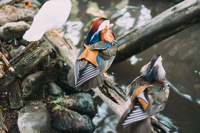 Birds perching on wood against lake