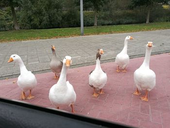 Swans and ducks in water