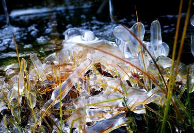 Close-up of frozen water