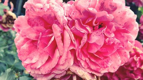 Close-up of wet pink flowers blooming outdoors