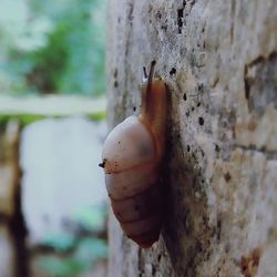 Close-up of tree trunk